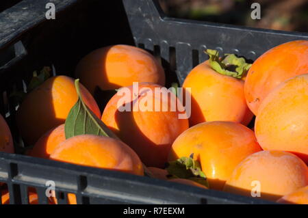 Close-up d'un fruit fort avec le kaki de la fraîchement récolté arbres et prêt à être envoyé pour les magasins de détail Banque D'Images