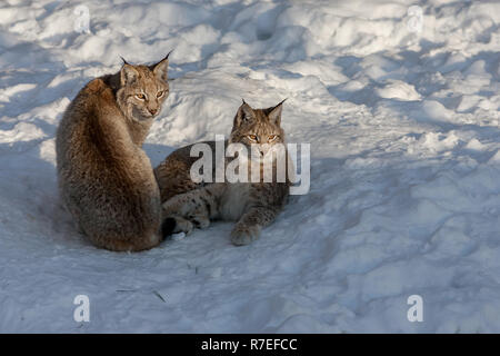 Lynx eurasien, Lodjur, lo, (Lynx lynx) Banque D'Images