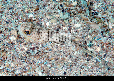 Plus de Weever (Trachinus draco), la mer Noire, la Crimée, la Russie Banque D'Images