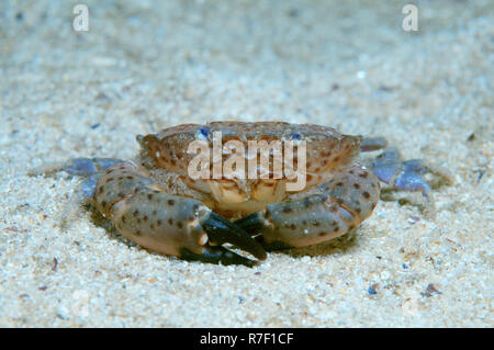 Espèces de crabe (Xantho poressa), la mer Noire, la Crimée, la Russie Banque D'Images