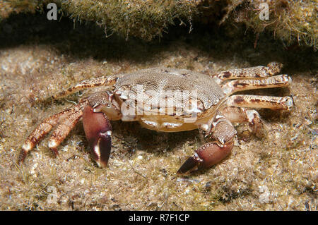 Crabe marbré (Pachygrapsus marmoratus), la mer Noire, la Crimée, la Russie Banque D'Images