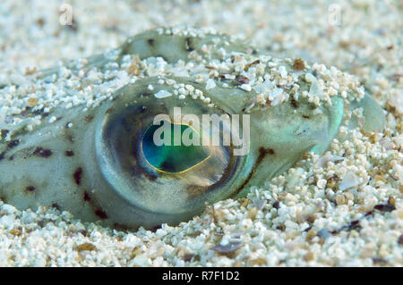 Plus de Weever (Trachinus draco), la mer Noire, la Crimée, la Russie Banque D'Images