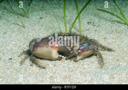 Crabe Crabe poilu, hérissés (Pilumnus hirtellus), de la mer Noire, la Crimée, la Russie Banque D'Images
