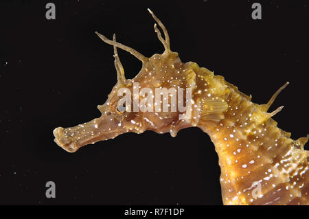 Court-snouted" (Hippocampus hippocampus), de la mer Noire, la Crimée, la Russie Banque D'Images