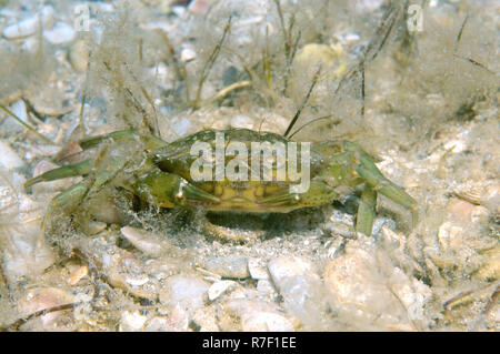 Crabe vert (Carcinus aestuarii), de la mer Noire, la Crimée, la Russie Banque D'Images