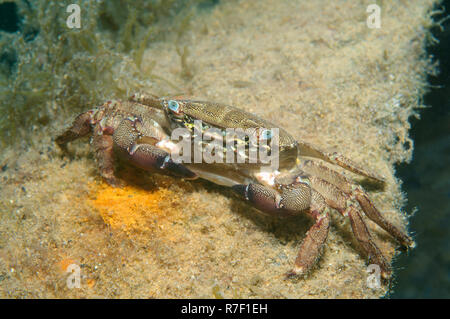 Crabe marbré (Pachygrapsus marmoratus), la mer Noire, la Crimée, la Russie Banque D'Images