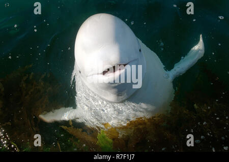 Béluga ou Béluga (Delphinapterus leucas), mer du Japon, de Primorsky Krai, Russie Banque D'Images