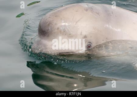 Jeune Béluga ou Béluga (Delphinapterus leucas), mer du Japon, de Primorsky Krai, Russie Banque D'Images