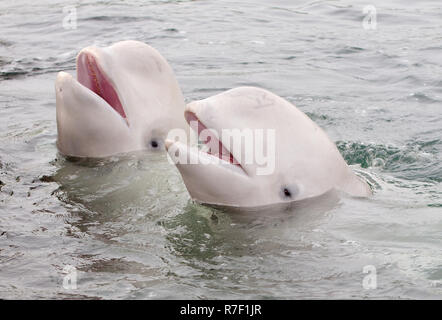 Deux Bélugas ou Bélugas (Delphinapterus leucas), mer du Japon, de Primorsky Krai, Russie Banque D'Images