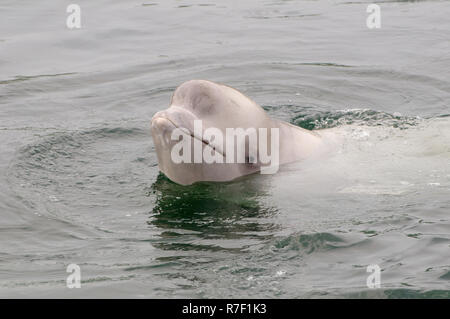 Jeune Béluga ou Béluga (Delphinapterus leucas), mer du Japon, de Primorsky Krai, Russie Banque D'Images