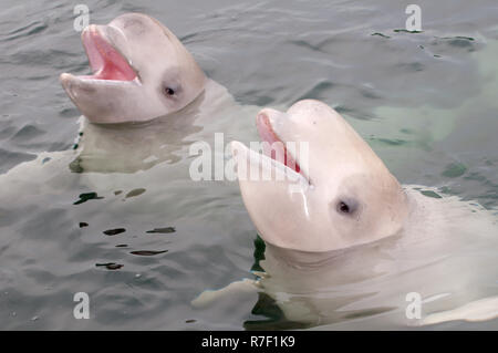 Deux jeunes bélugas ou Bélugas (Delphinapterus leucas), mer du Japon, de Primorsky Krai, Russie Banque D'Images