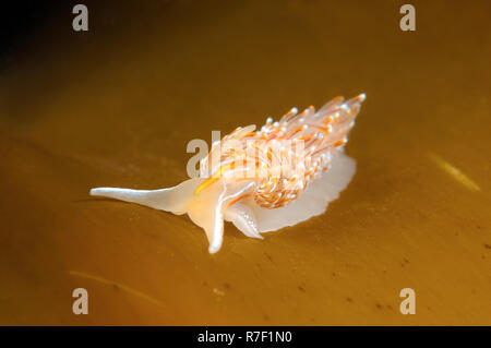 Limace de mer opalescent (Hermissenda crassicornis), mer du Japon, Russie Banque D'Images