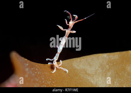 Caprelles ou Ghost Shrimp (Caprella linearis), mer Blanche, la Carélie, de l'Arctique, Russie Banque D'Images