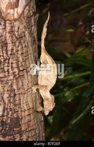 Feuille fantastique Gecko Uroplatus phantasticus (Queue), Madagascar Banque D'Images