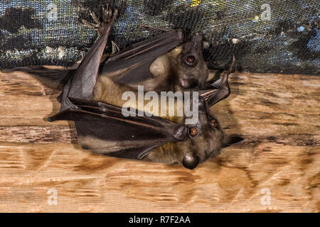 Madagascar Les Roussettes (Pteropus rufus) pendu dans une grange, à Madagascar Banque D'Images