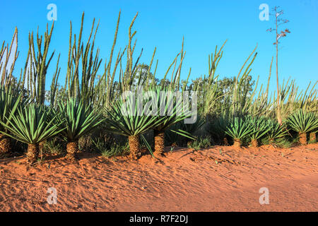 Le sisal (Agave sisalana), Bryanston, Tolagnaro, la province de Toliara, Madagascar Banque D'Images