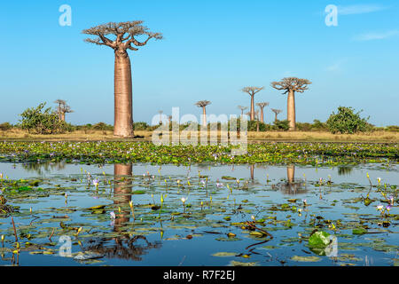 Les baobabs (Adansonia grandidieri) reflétant dans l'eau, Morondava, la province de Toliara, Madagascar Banque D'Images