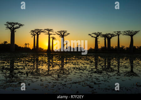 Les baobabs (Adansonia grandidieri) se reflétant dans la mer au coucher du soleil, Morondava, la province de Toliara, Madagascar Banque D'Images