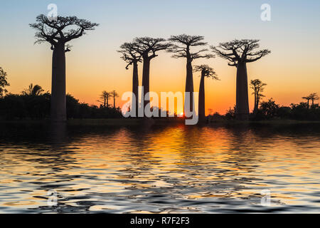 Les baobabs (Adansonia grandidieri) se reflétant dans la mer au coucher du soleil, Morondava, la province de Toliara, Madagascar Banque D'Images