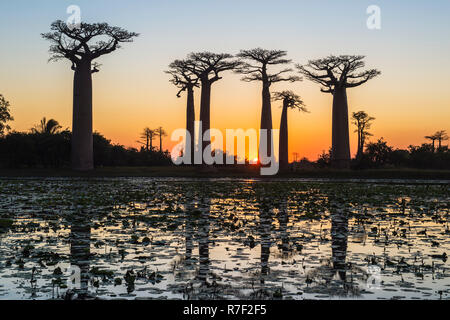 Les baobabs (Adansonia grandidieri) se reflétant dans la mer au coucher du soleil, Morondava, la province de Toliara, Madagascar Banque D'Images