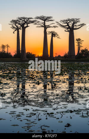 Les baobabs (Adansonia grandidieri) se reflétant dans la mer au coucher du soleil, Morondava, la province de Toliara, Madagascar Banque D'Images