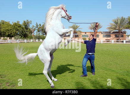 Cheval Arabe ou arabe debout sur les membres postérieurs, l'émirat de Sharjah, Emirats Arabes Unis Banque D'Images