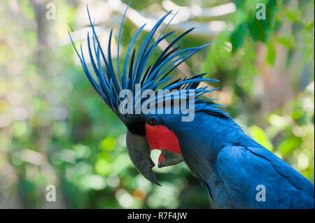 Great Palm Palm ou cacatoès cacatoès (Probosciger aterrimus), Bali Bird Park, Bali, Indonésie Banque D'Images