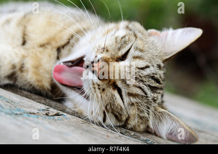 Bâillements après une sieste de chat Banque D'Images