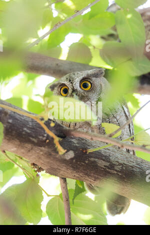 Le petit-duc maculé du Pacifique (Megascops cooperi) perché, se reposant dans un arbre pendant la journée. Membre de la famille des Strigidés. Strictement un chasseur nocturne. Banque D'Images