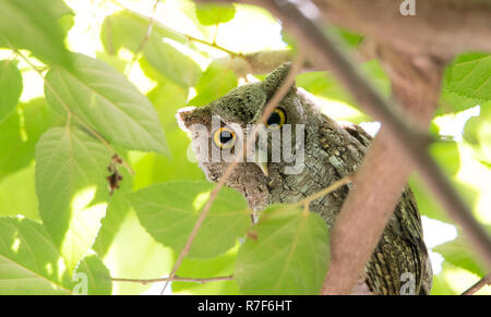 Le petit-duc maculé du Pacifique (Megascops cooperi) perché, se reposant dans un arbre pendant la journée. Membre de la famille des Strigidés. Strictement un chasseur nocturne. Banque D'Images
