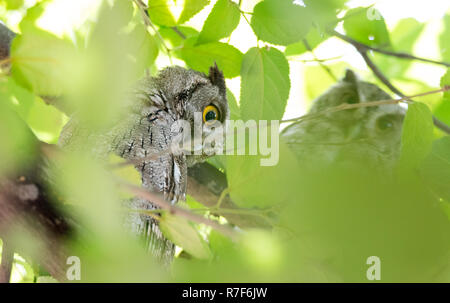 Le petit-duc maculé du Pacifique (Megascops cooperi) perché, se reposant dans un arbre pendant la journée. Membre de la famille des Strigidés. Strictement un chasseur nocturne. Banque D'Images