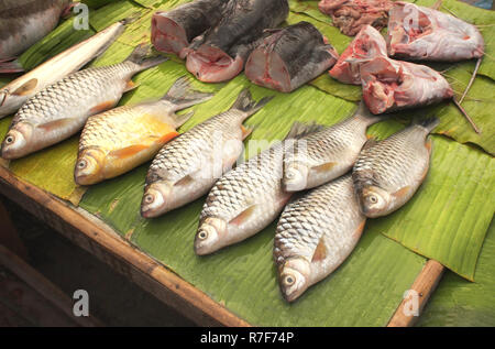 Poisson-chat fraîchement pêché sur la feuille de palmier, le matin, dans un marché aux poissons, de Luang Prabang, Laos Banque D'Images