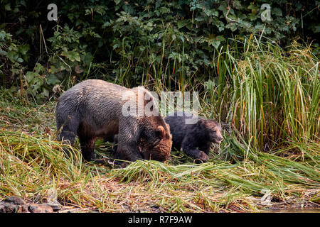 Grizzly bear sow et d'oursons, Great Bear Rainforest Banque D'Images