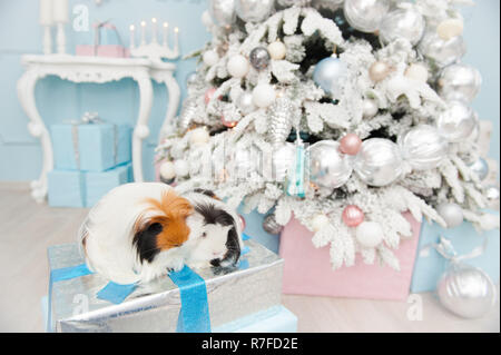 Deux cobayes à poils longs doux assis sur des boîtes à cadeaux de Noël Nouvel an en décoration Banque D'Images