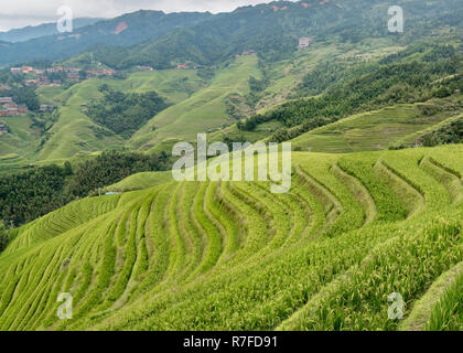 Longji Jinkeng terrasse de riz dans le Guangxi, Chine. Un village traditionnel avec une population minoritaire, restauration aux touristes visitant.13 Septembre 2017 Banque D'Images