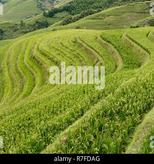 Longji Jinkeng terrasse de riz dans le Guangxi, Chine. Un village traditionnel avec une population minoritaire, restauration aux touristes visitant.13 Septembre 2017 Banque D'Images