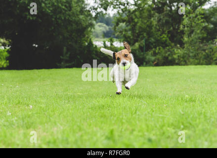 Funny dog tourne au vert pelouse holding balle de tennis dans la bouche Banque D'Images