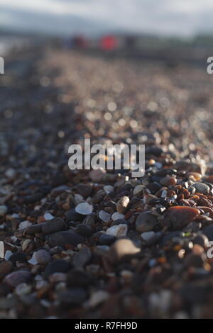 Côté mer Motif dans Sheerness / Kent , Décembre Pierres et Shells Beach Banque D'Images