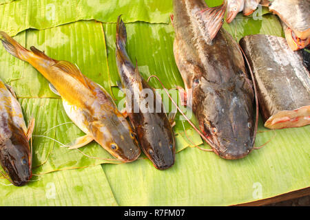 Poisson-chat fraîchement pêché sur la feuille de palmier, le matin, dans un marché aux poissons, de Luang Prabang, Laos Banque D'Images