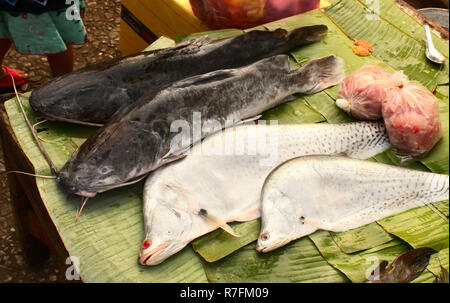 Poisson-chat fraîchement pêché sur la feuille de palmier, le matin, dans un marché aux poissons, de Luang Prabang, Laos Banque D'Images