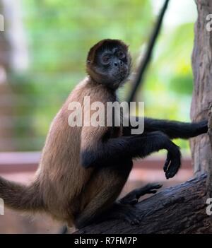 Singe araignée de Geoffroy (Ateles geoffroyi), alias le singe araignée aux mains noires. Banque D'Images