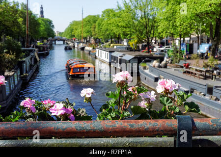 Péniches sur le canal de Prinsengracht à Amsterdam, Pays-Bas Banque D'Images