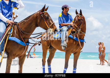 Miami Beach Florida, Polo World Cup matches, sport, tournoi, événement équestre, terrain de sable, chevaux, poney, marié, entraîneur, hispanique latin Latino ethnique i Banque D'Images