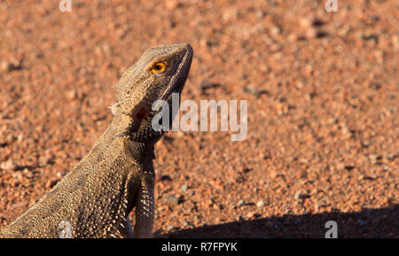 Un dragon barbu, Pogona vitticeps, avec l'outback rouge fond de la terre australienne et copier l'espace. Banque D'Images