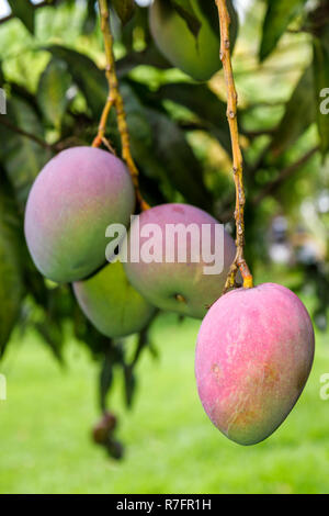 Miami Florida,Davie,Bob Roth's New River Groves,stand de fruits en bord de route,produits locaux,manguier,branche,tropical,FL090527094 Banque D'Images