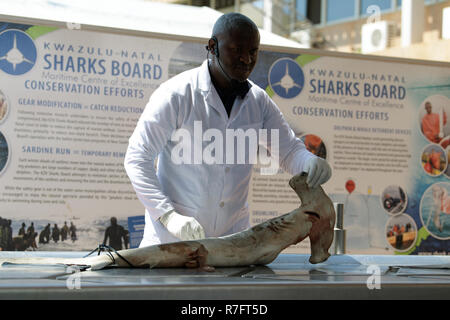 Durban, Afrique du Sud, explique le technicien mâles adultes au cours de la dissection anatomique requin présentation des pumas, les animaux en danger de sensibilisation Banque D'Images