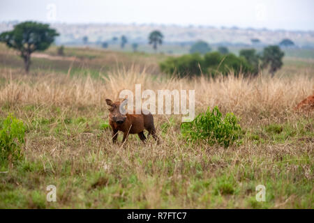 Phacochère, Parc national Queen Elizabeth, en Ouganda Banque D'Images