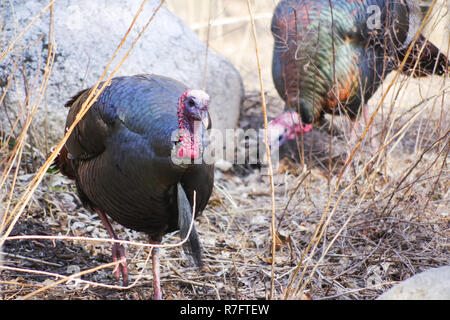 Le Dindon sauvage (Meleagris gallopavo), homme / tom Banque D'Images