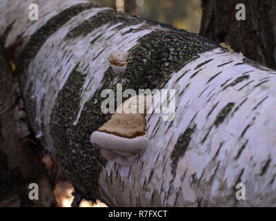 Avec les champignons des arbres de bouleau Banque D'Images