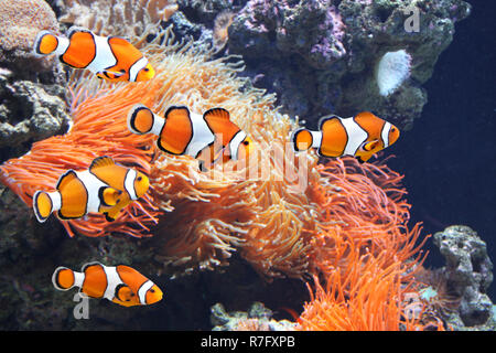 Anémone de mer et poisson clown cinq en aquarium marin. Sur fond noir Banque D'Images